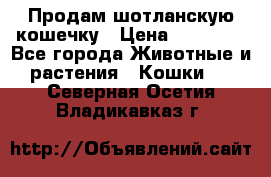 Продам шотланскую кошечку › Цена ­ 10 000 - Все города Животные и растения » Кошки   . Северная Осетия,Владикавказ г.